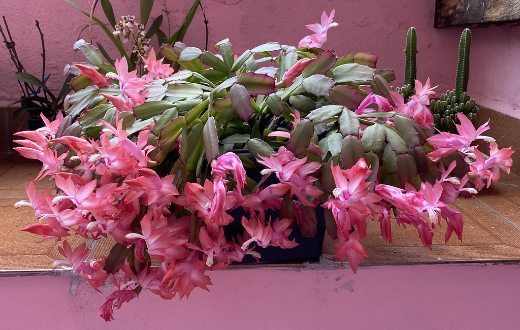 Erros Comuns na Rega de Orquídeas e Como Evitá-los