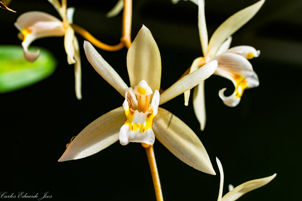 Erros Comuns na Rega de Orquídeas e Como Evitá-los